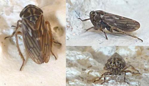 Réf. 216 978 : Anaceratagallia sp.